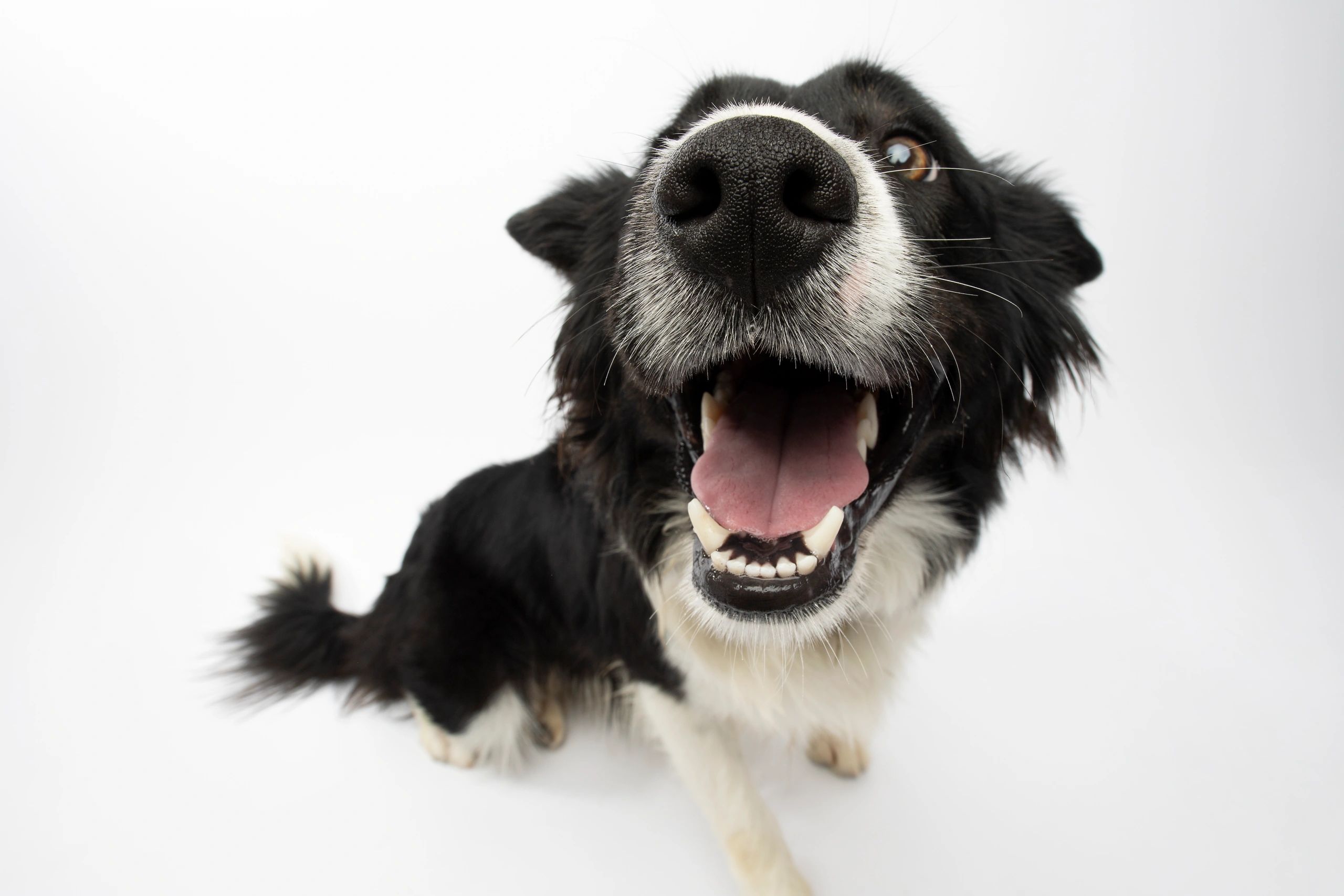 Border Collie portrait placeholder image