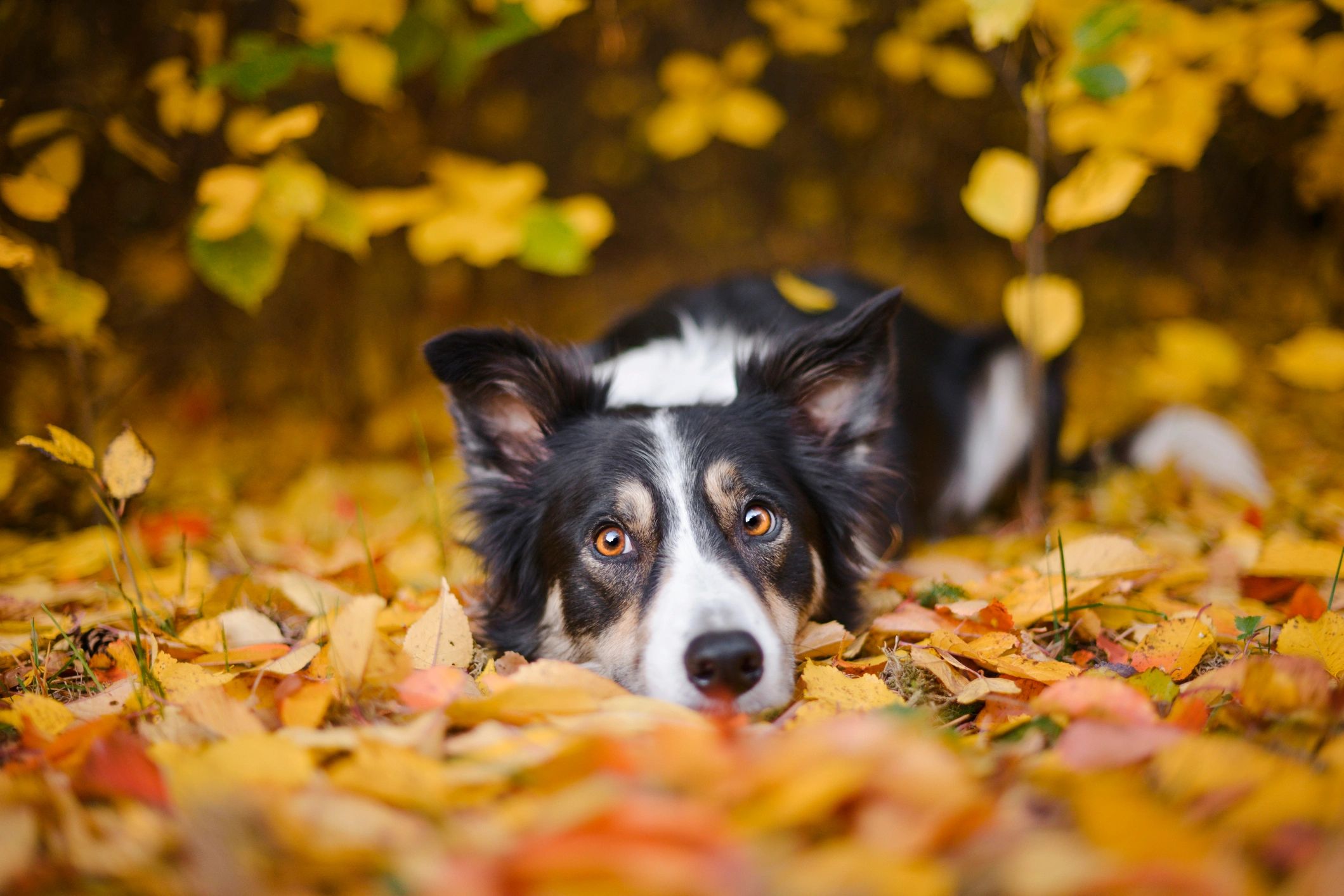 Border Collie resting on autumn leaves