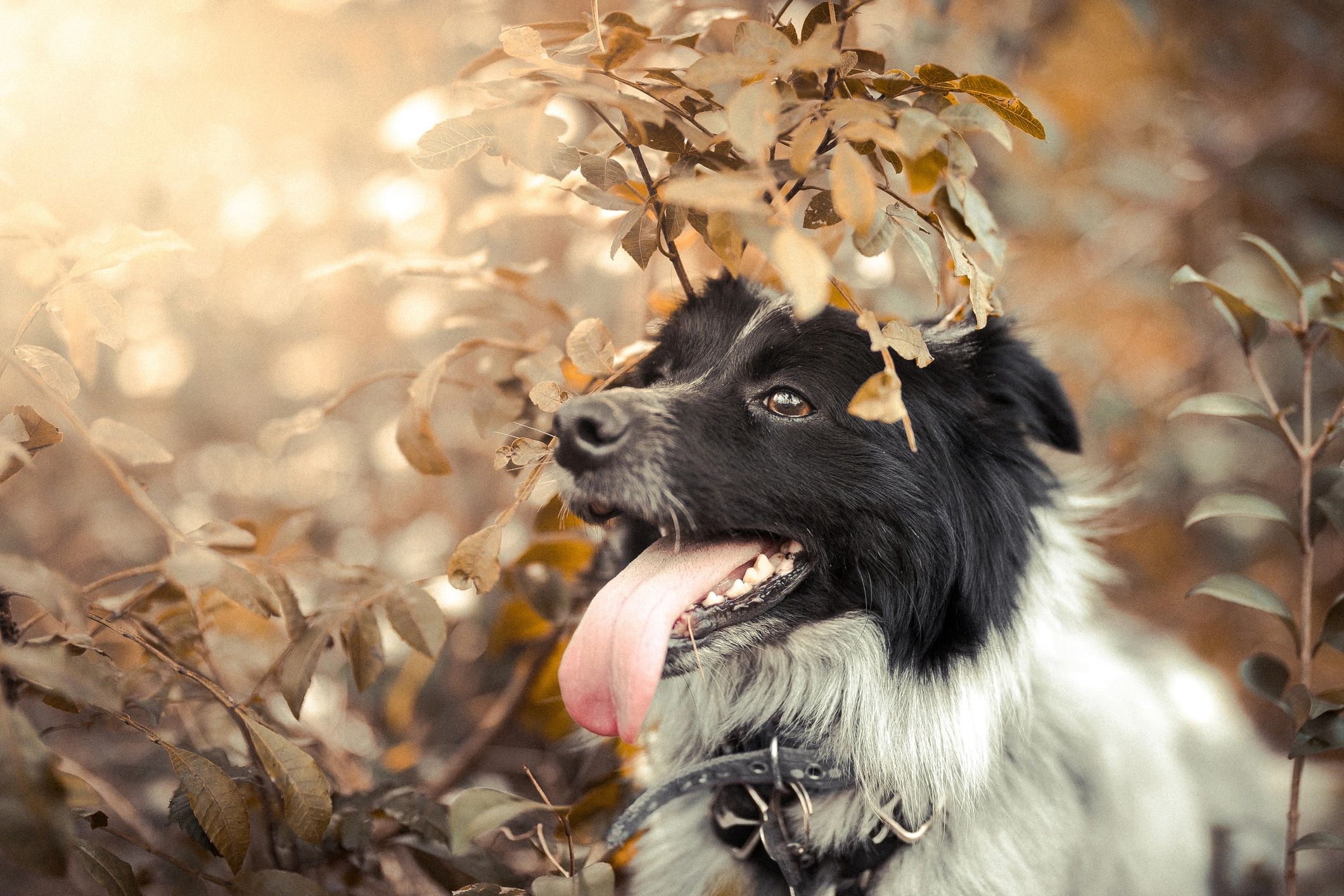Border collie running and playing on grass