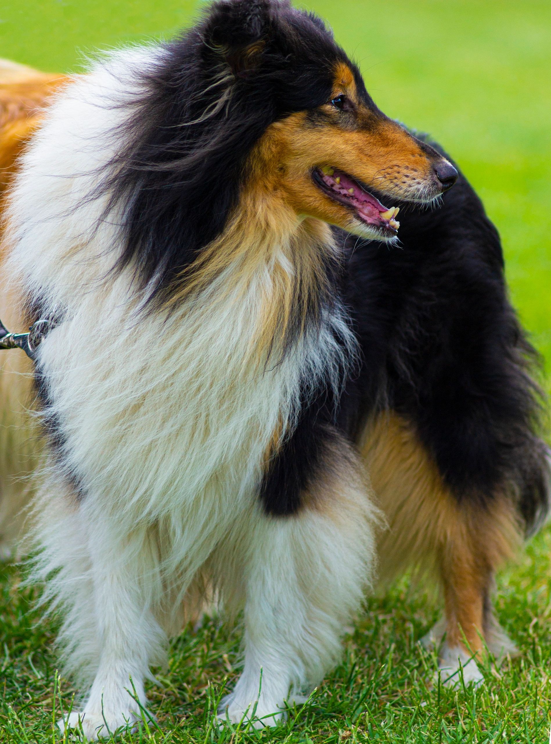 Portrait of a Border Collie looking toward the camera