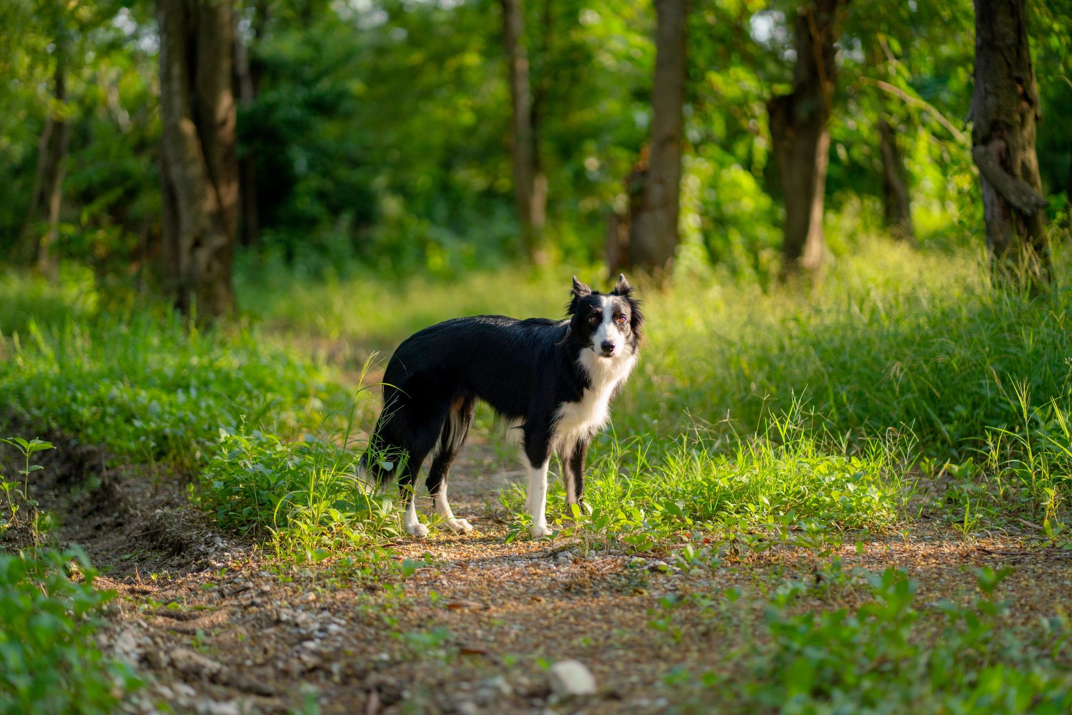 Border Collie standing on a forest walkway