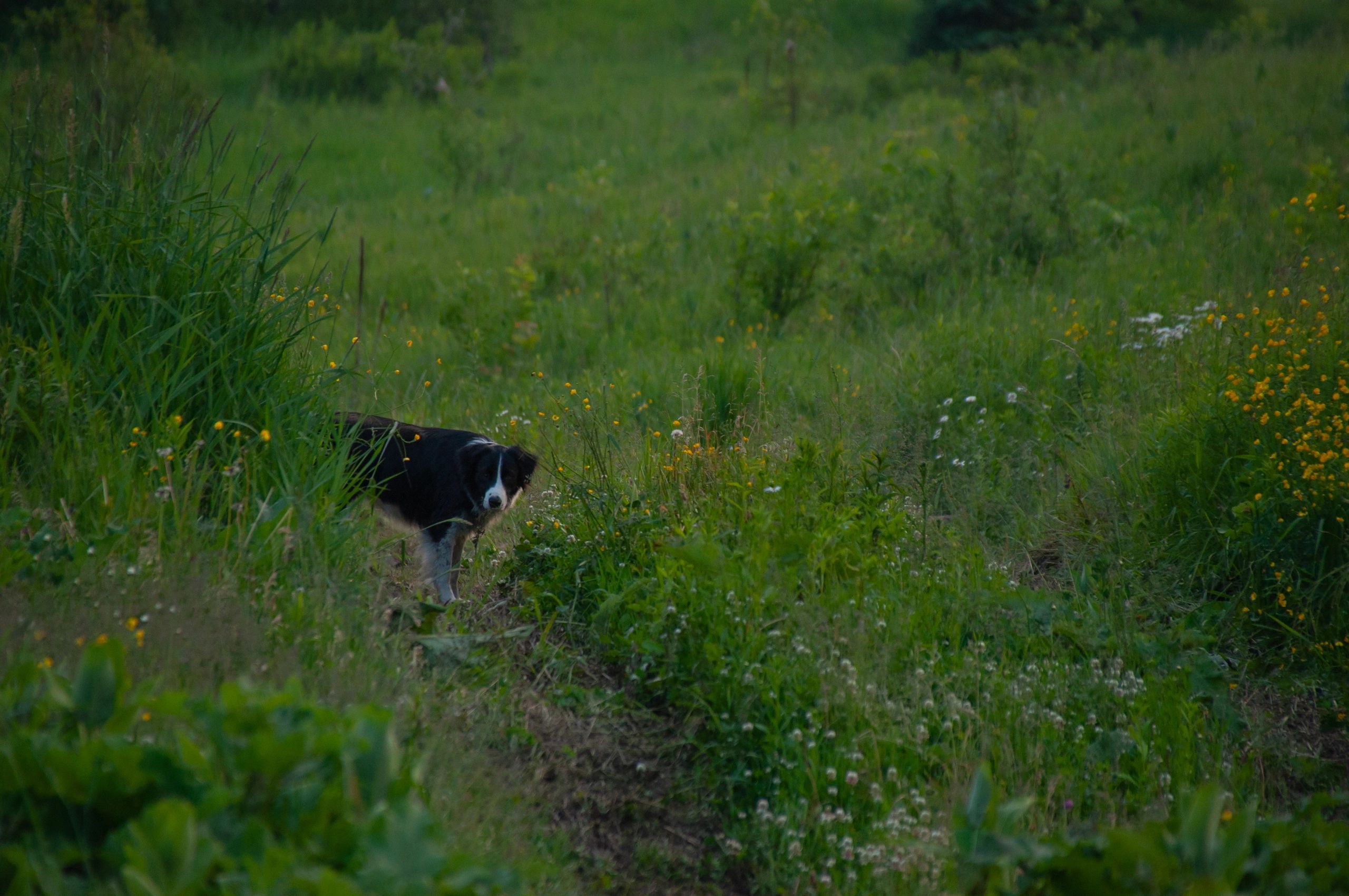 Black and white Border Collie standing in a meadow looking toward the camera