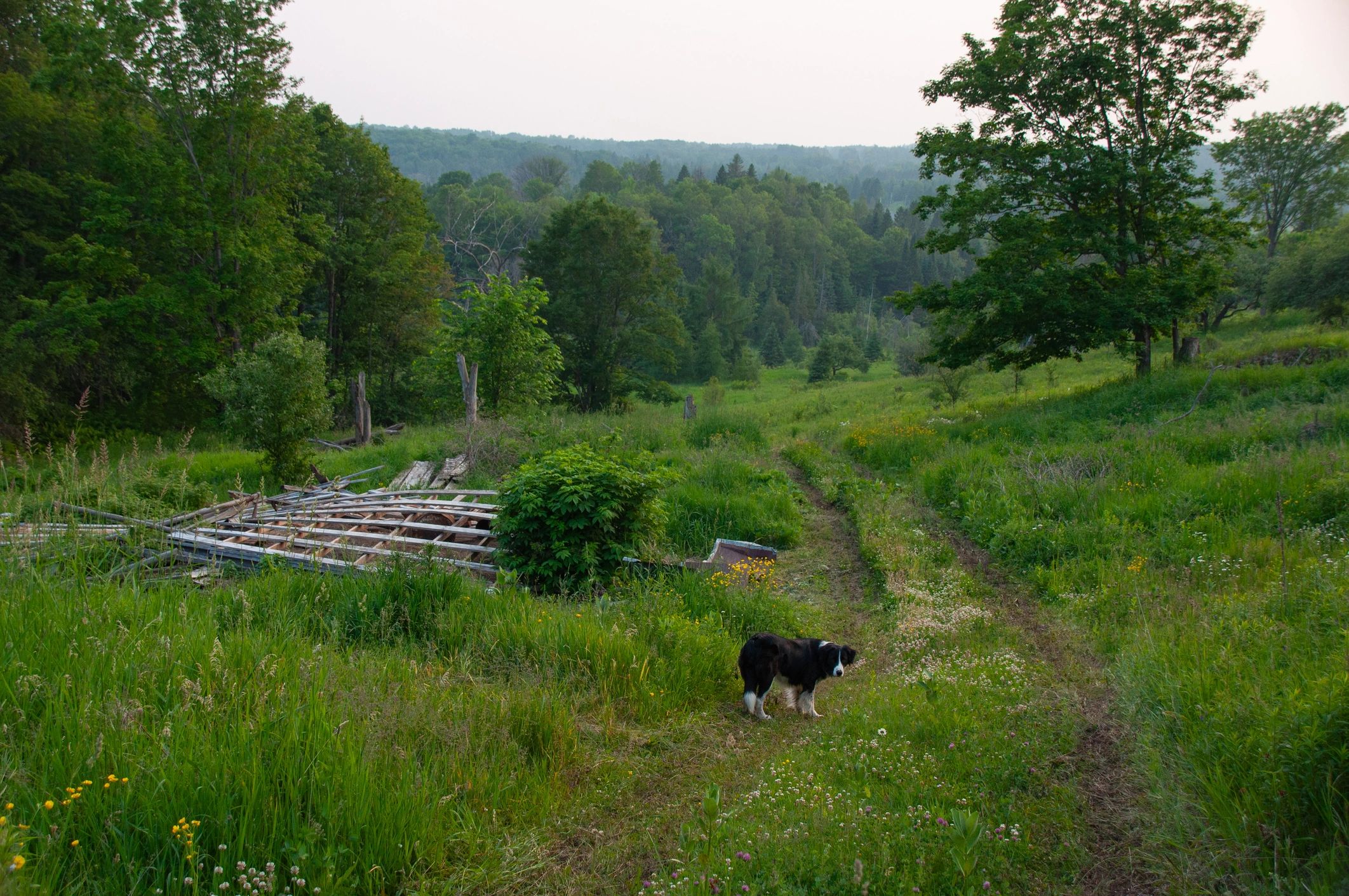 Black and white Border Collie standing in a meadow