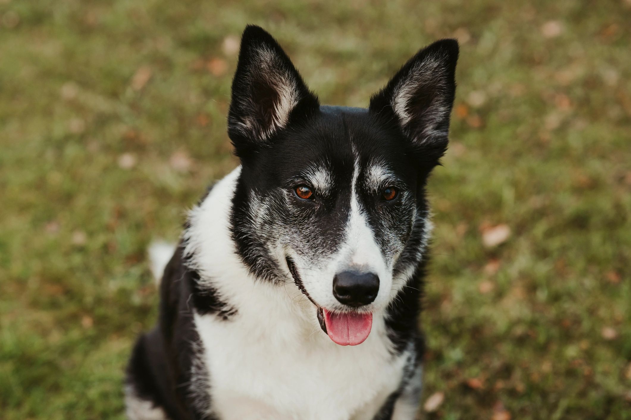 Close-up portrait of a Border Collie
