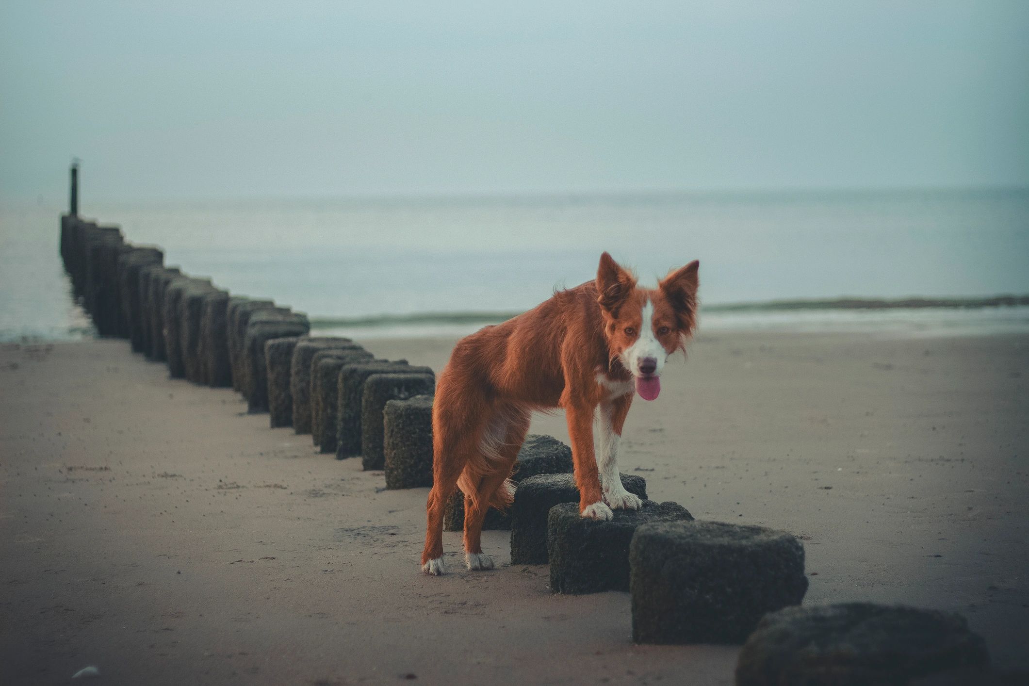 Border collie walking near shoreline