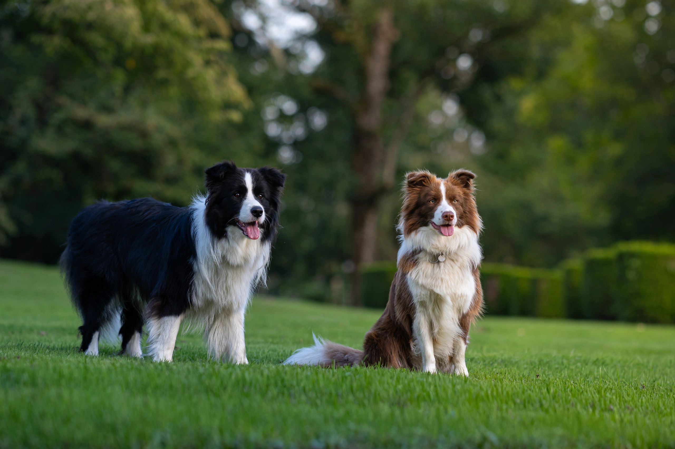Border collie with handler outdoors during training