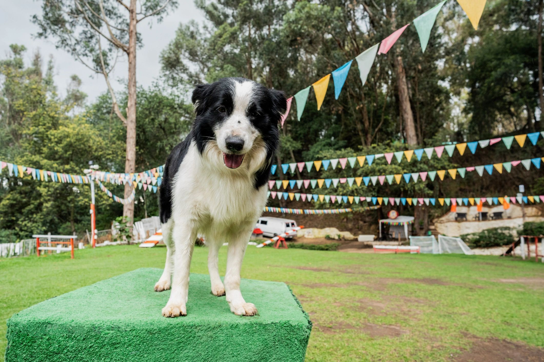 Border collie standing alert outdoors