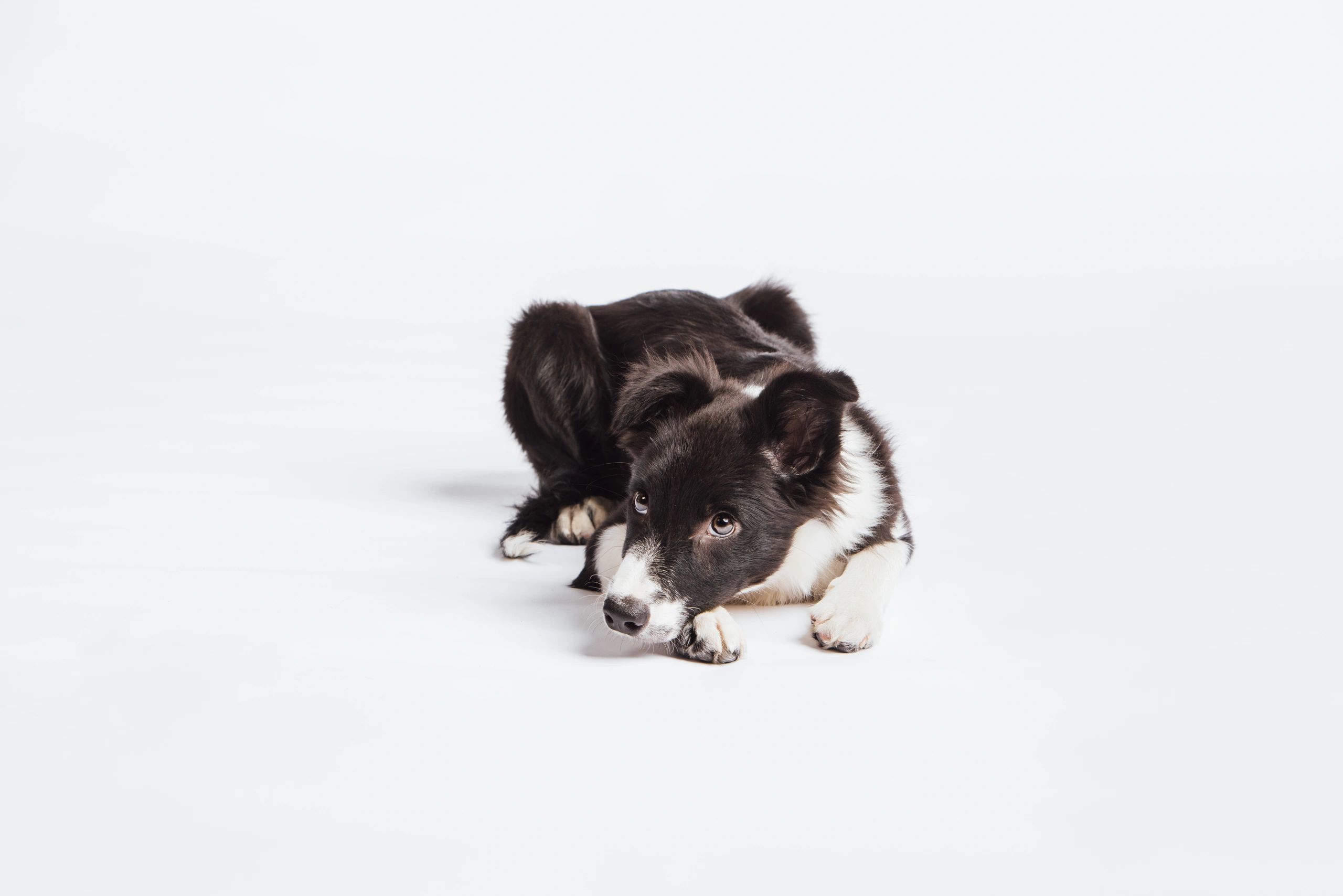 Border collie puppy resting in studio portrait