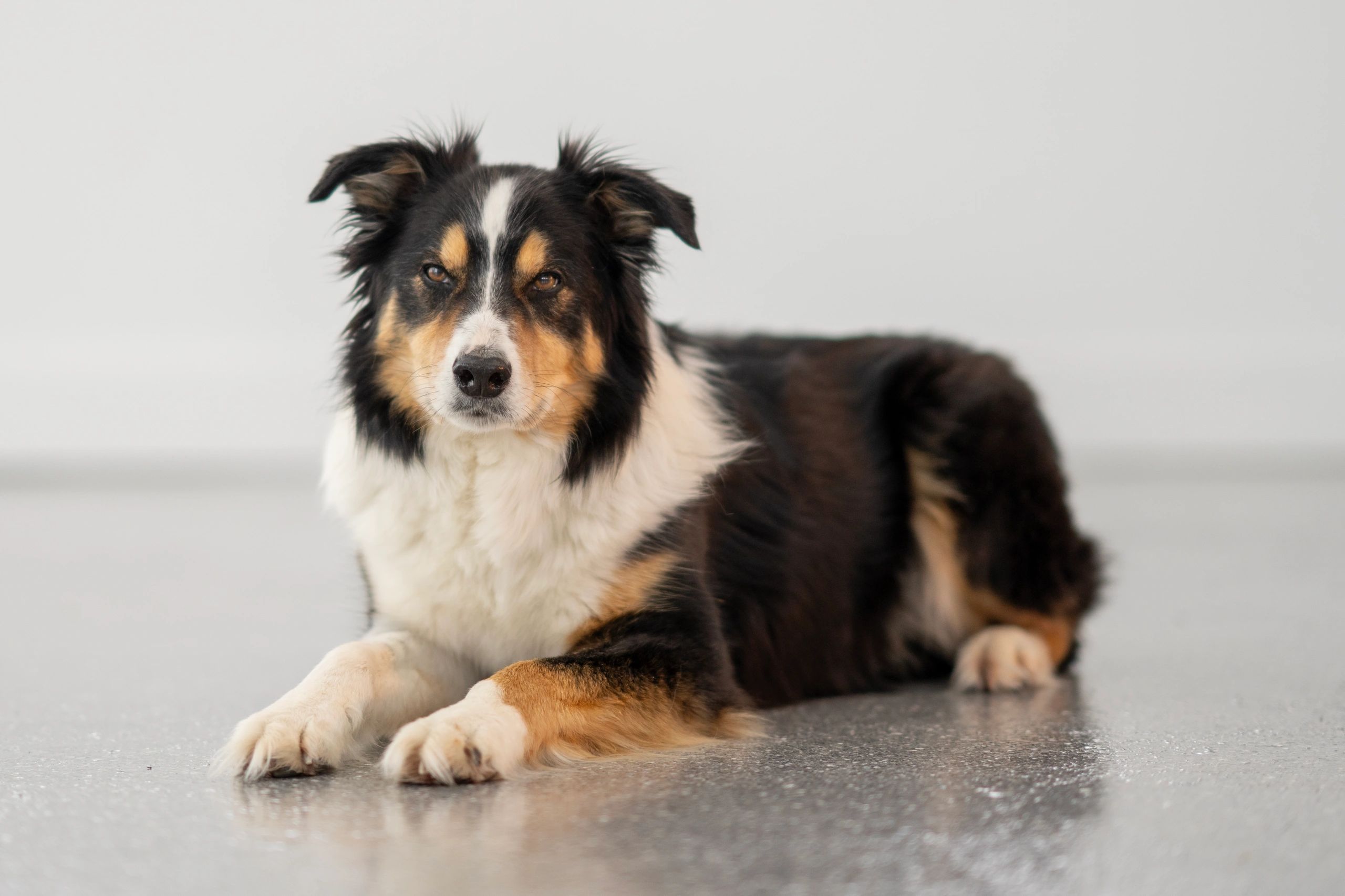 Border Collie resting indoors placeholder image