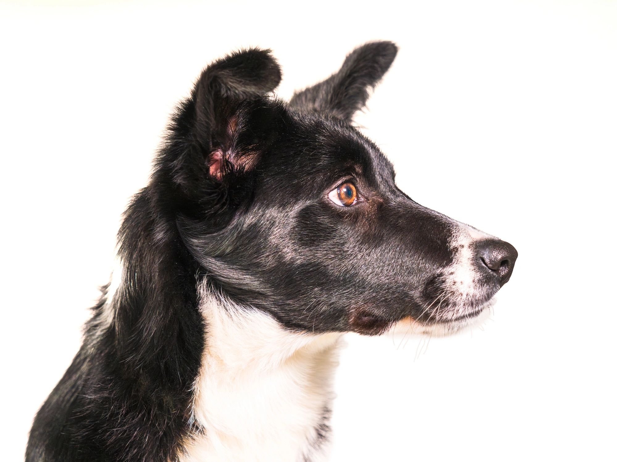Border Collie puppy portrait