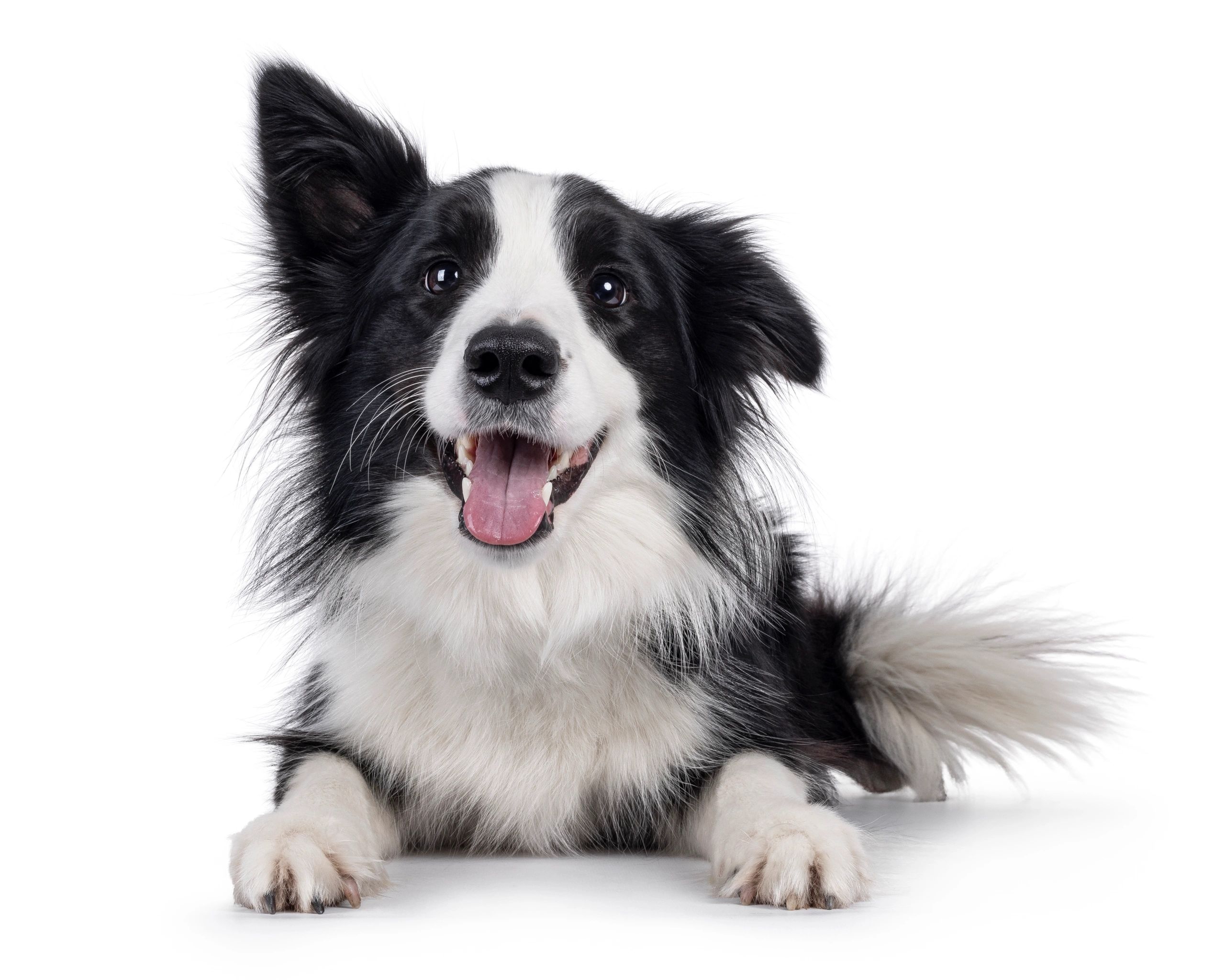 Young Border Collie lying down on white background