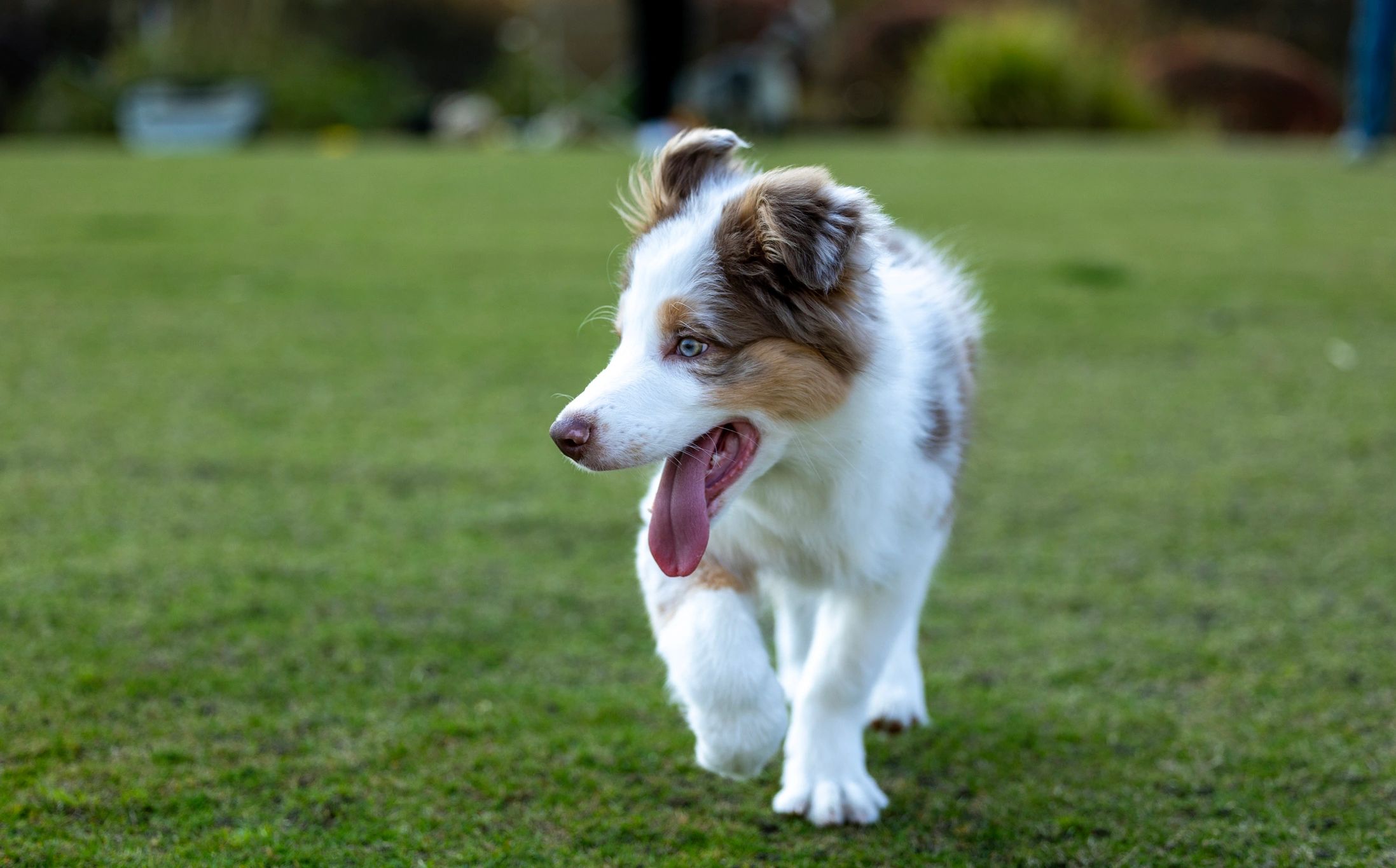 Border collie puppy outdoors on grass