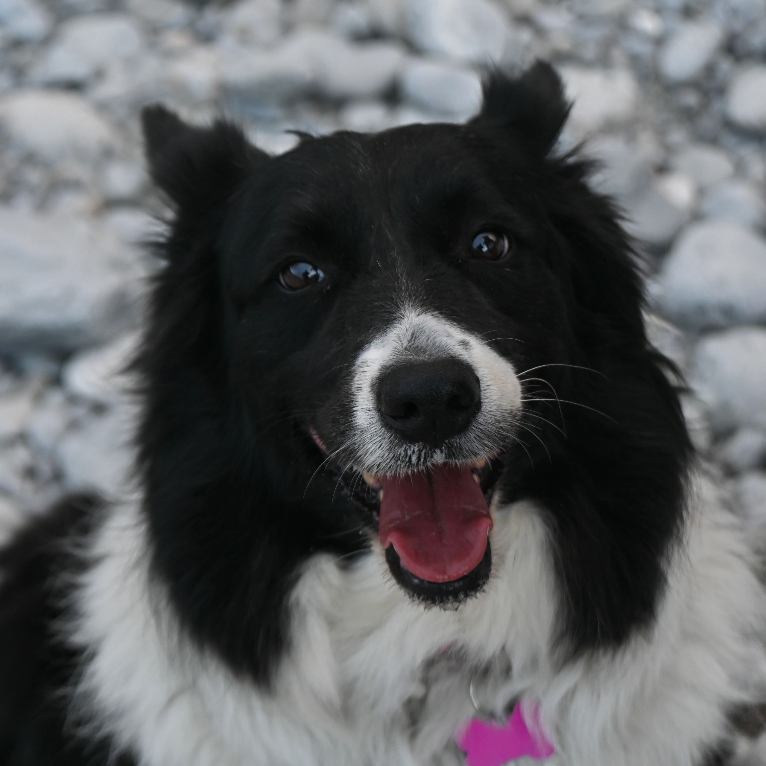 Black and white close-up portrait of a Border Collie